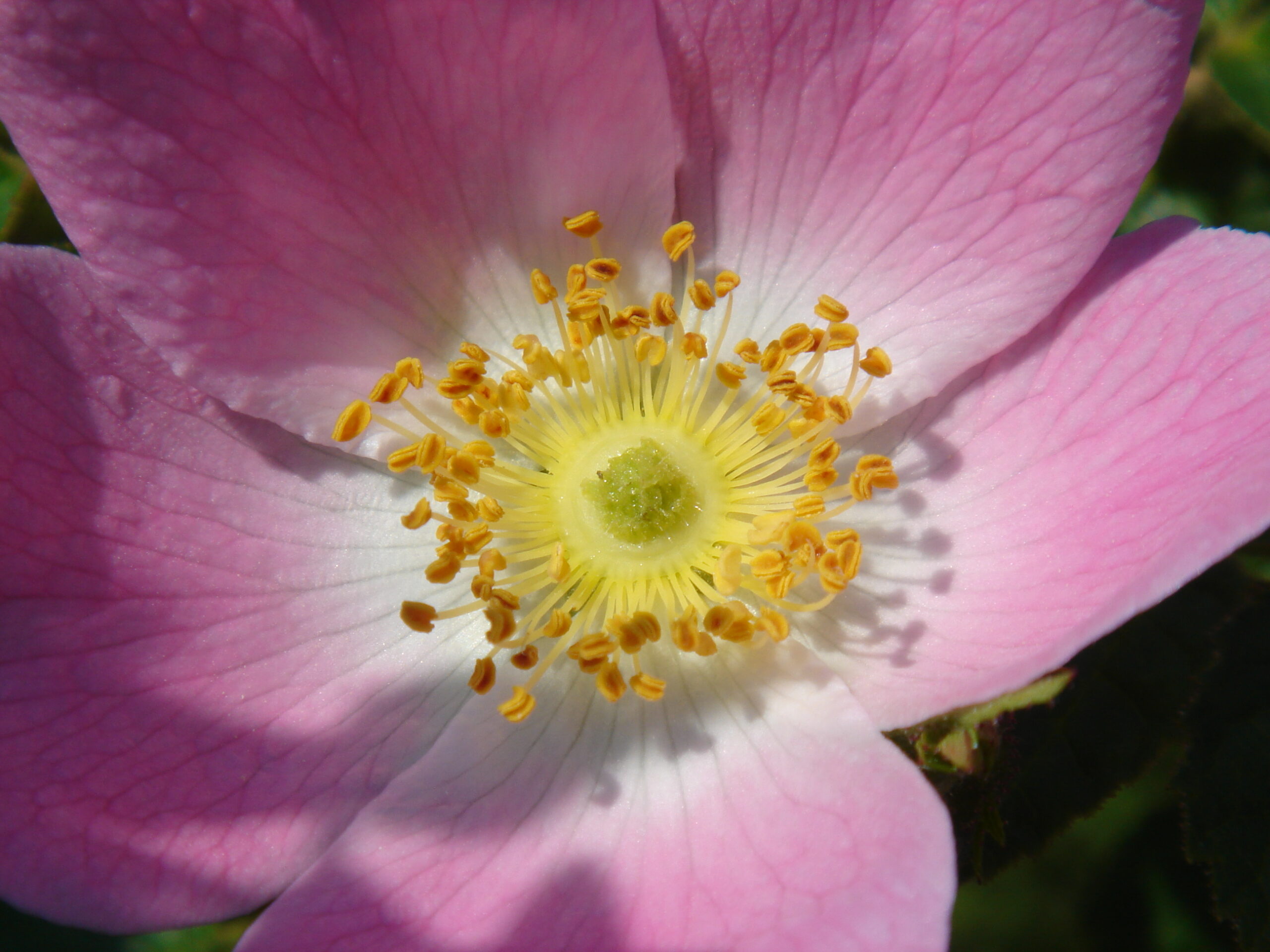 DUFTAPOTHEKE - ÄTHERISCHE ÖLE ALS HELFER IM ALLTAG