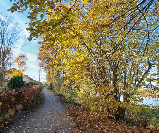 DIE VERGESSENE HEILKRAFT & MAGIE DER HASEL